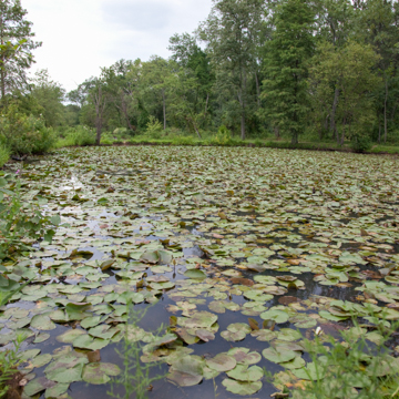 Kenilworth Aquatic Gardens