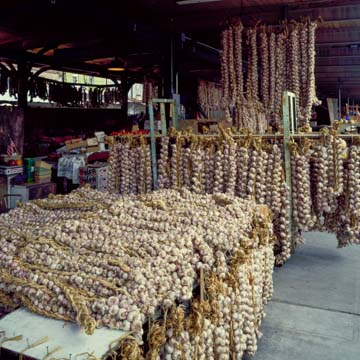 The French Market