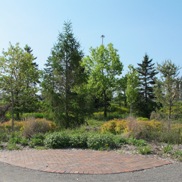 Gardens along the Back Cove Trail