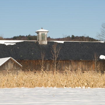 Wheat Farm