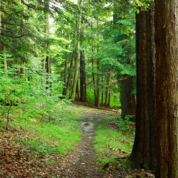 Appalachian National Scenic Trail