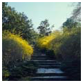 The Forsythia Steps connect the gardens with the naturalistic park below.
