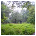 Extant meadows