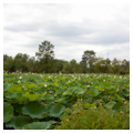 Photo 2 of Kenilworth Aquatic Gardens