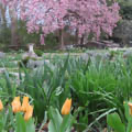 Photo 2 of Garden