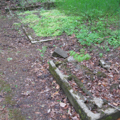 Photo 2 of Brandywine Springs Park
