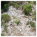 Photo 2 of Turtle Mound