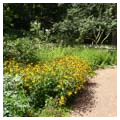 Swept yard and garden