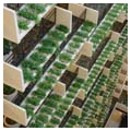 Atrium balconies with plants
