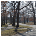 Tree-lined street, fronting Des Plaines River