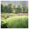 Lurie Garden west