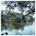 Photo 3 of New Orleans City Park and Botanical Garden
