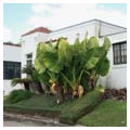 Palm Terrace