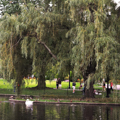 Photo 3 of Boston Common