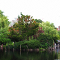 Photo 6 of Boston Common
