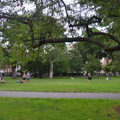 Photo 12 of Boston Common