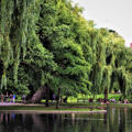 Photo 14 of Boston Common