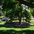 Photo 12 of Arnold Arboretum