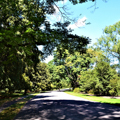 Photo 13 of Arnold Arboretum