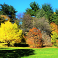Photo 15 of Arnold Arboretum