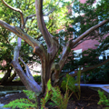 Photo 5 of Radcliffe Quadrangle