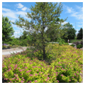 Gardens along the Back Cove Trail
