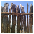 Detail of reproduction palisade