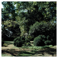 Brandon Plantation