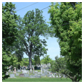 Photo 5 of Thornrose Cemetery and Gatehouse