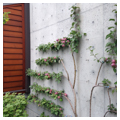 Living Wall