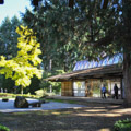 Japanese Garden #1